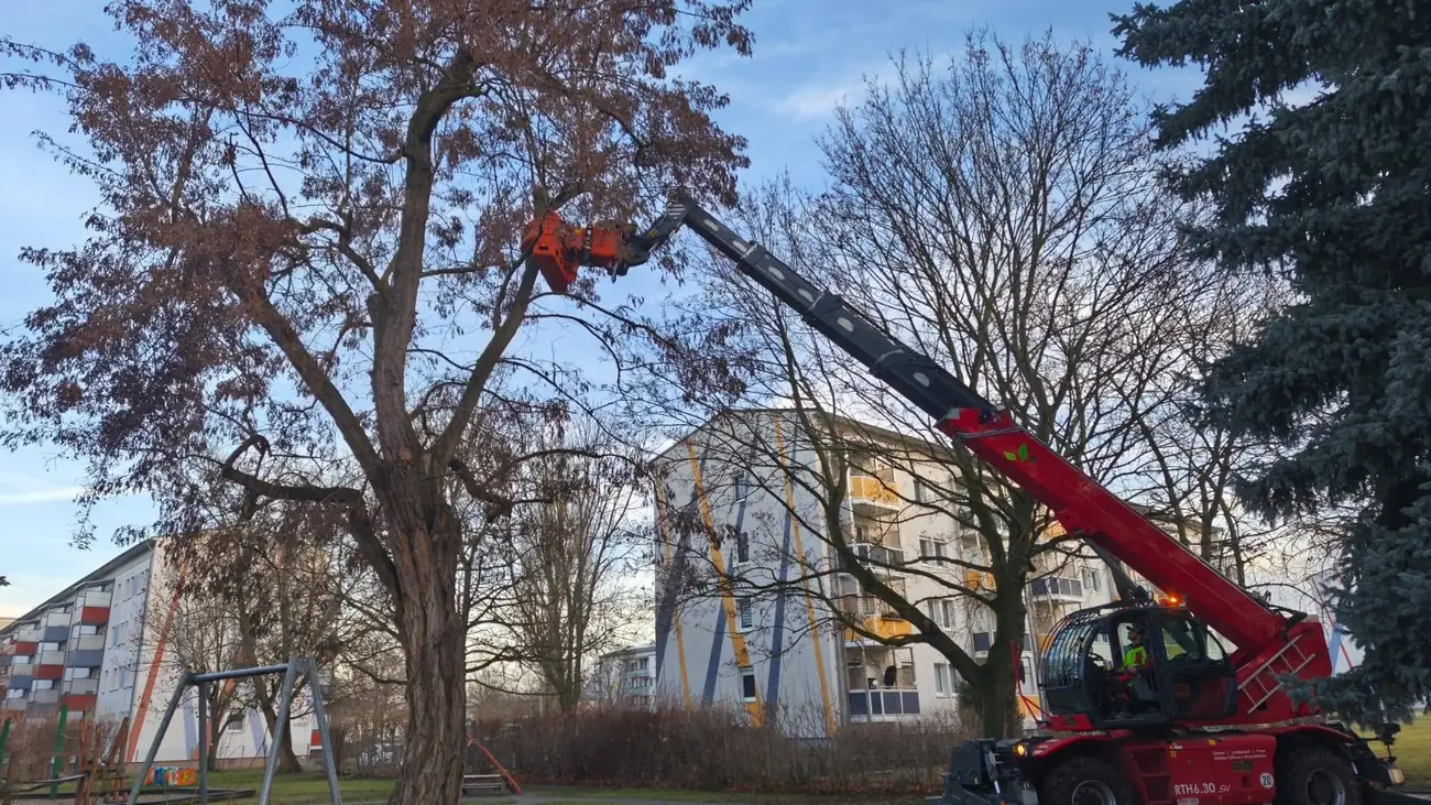 Fällkran am Baum vor einem Wohngebäude