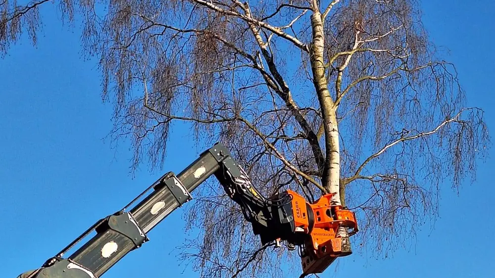 Fällkran mit Greifer im Kronenbereich einer Birke